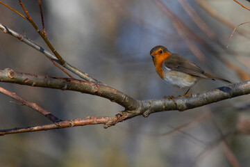 small robin bird on the tree branch in forest in winter