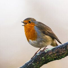 European Robin, Erithacus rubecula in environment