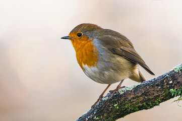 European Robin, Erithacus rubecula in environment