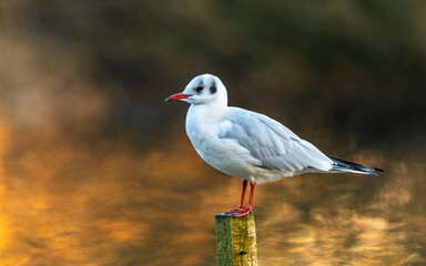 Black-headed Gull, Chroicocephalus ridibundus in winter sun rays