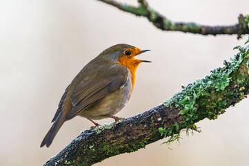 European Robin, Erithacus rubecula in environment