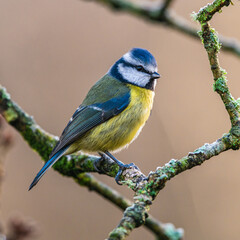 Eurasian Blue Tit, Cyanistes caeruleus in winter time