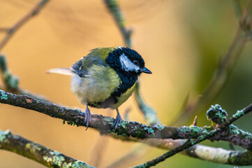 Great Tit (Parus major) in winter time Devon, England, Europe