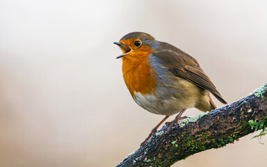 European Robin, Erithacus rubecula in environment