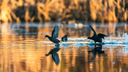 Common Moorhen, Marsh Hen, Gallinula chloropus in fight on water