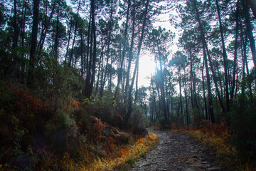  Road in a pine forest in winter, the rays of the sun break through the crowns of pines