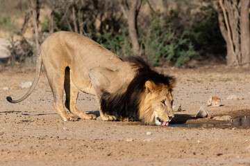 One big male lion, drinking water early in the morning in Kgalagadi Transfrontier Park in South Africa