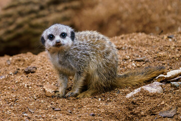Fototapeta premium The little cub meerkat (Suricata suricatta) sits on a sand.