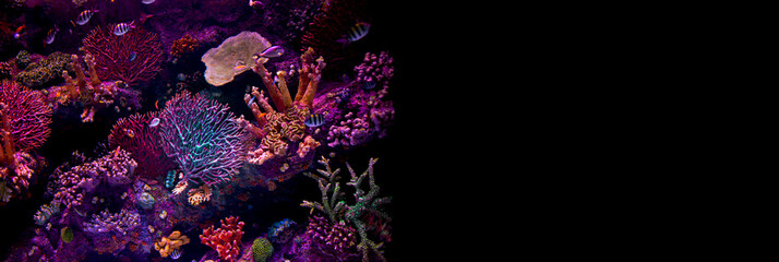 Tropical colorful fish swimming around corrals in fluorescent blue and pink light at bclack solid...