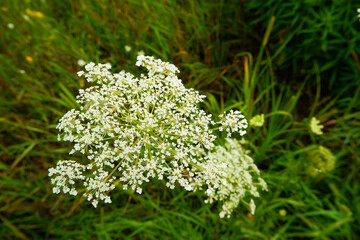Blooming white bushes in spring. Fresh delicate white flowers and green leaves garden in a sunny summer day, beautiful outdoor