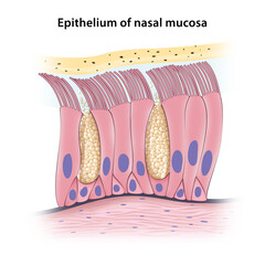 Pseudostratified columnar epithelium of nasal mucosa - obrazy, fototapety, plakaty