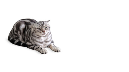 American shorthair cat classic silver color sitting and looking with calm and relaxing, Domestic pet adorable with a beautiful pattern that is unique, Isolated on white background with copy space.