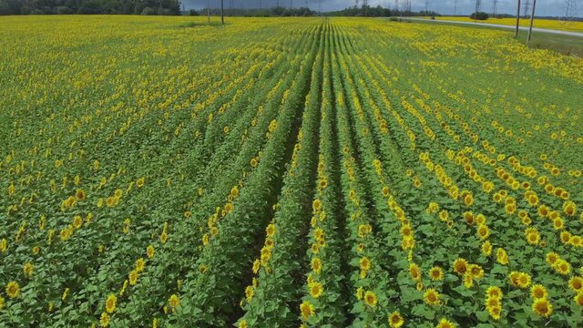 flying on a mandrel over blooming sunflowers