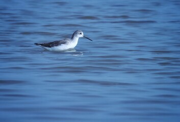 Marsh sandpiper swimming on the water. Tringa stagnatilis. The marsh sandpiper is a small wader.