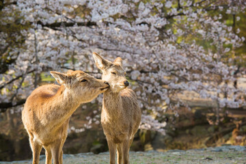 鹿と桜