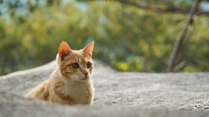 야생 노란 고양이의 매력
