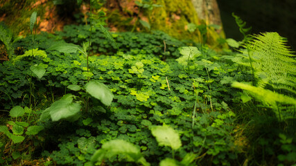 Clover field in the forest on a tree. Clover is the lucky charm