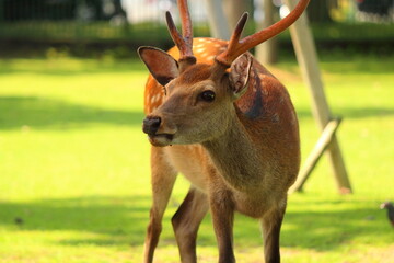 夏の鹿