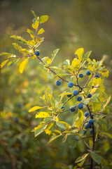 Photo of a fruit tree branch with blue plums.