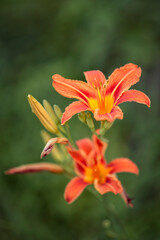 Photo of a beautiful orange lily. Daylily.