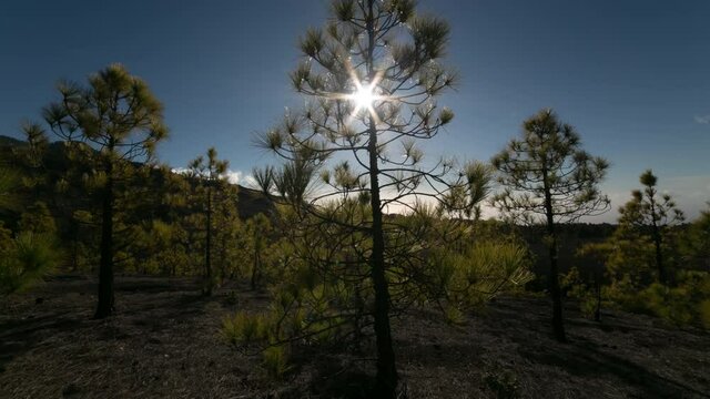 Timelapse of pine trees in the wind and sun, Volcanic Island of La Palma, Canary Island
