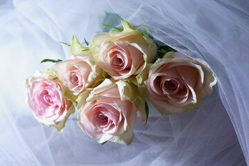 Fototapeta premium Beautiful background with pink rose