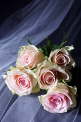 Beautiful background with pink rose