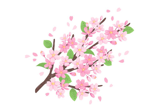 pink cherry blossom branch with falling petals clip art preview