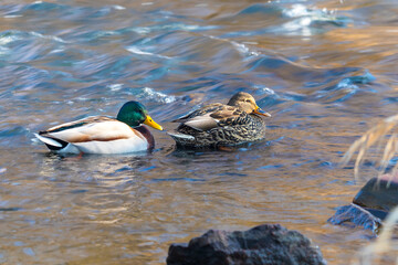 pair of mallards on the water - a male and female ducks
