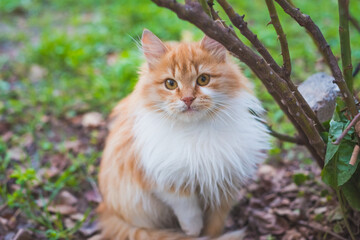 Obraz premium Portrait of red cat. Sweet fluffy cat looking the camera. Yellow cat eyes.