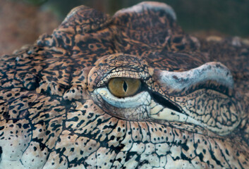 Crocodile in the water close-up. Head of a large dangerous reptile animal living in an aquarium pool.
