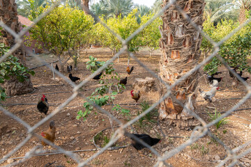 Hens  and roosters walk in a paddock in the courtyard of the Monastery Deir Hijleh - Monastery of Gerasim of Jordan, in the Palestinian Authority, in Israel