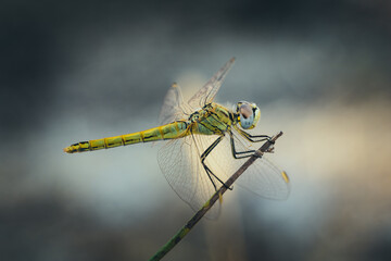 Yellow Dragonfly view on branch. (Sympetrum vulgatum)