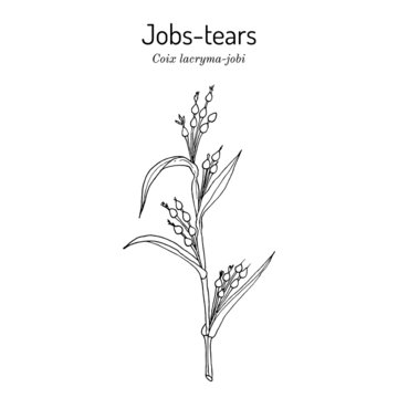 Jobs Tears Or Adlay Millet Coix Lacryma-jobi , Edible And Medicinal Plant.