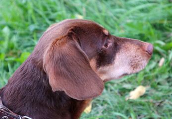 Cute brown dachshund dog on green grass background. Close-up portrait of a domestic animal.