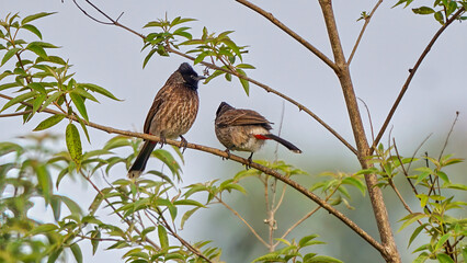 Red-vented bulbul