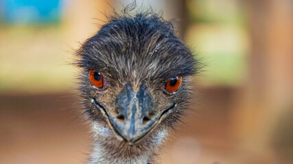 Emu