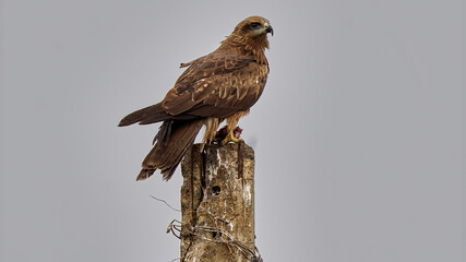 Black Kite