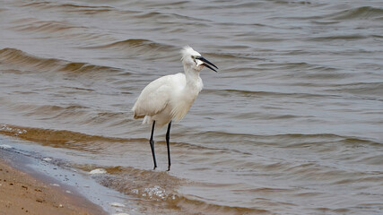 Egret
