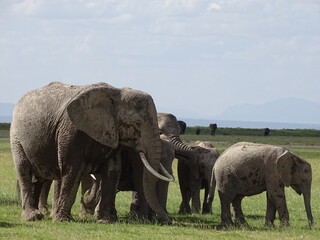 Fototapeta premium elephants in the wild