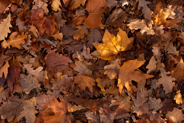 Autumn leaves texture background. Nature backdrop.