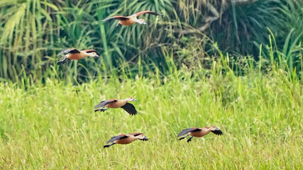 Lesser whistling duck