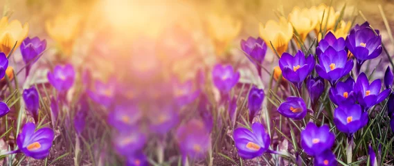 Rolgordijnen krokusy fioletowe i żółte krokusy w ogrodzie o wchodzie słońca  © meegi