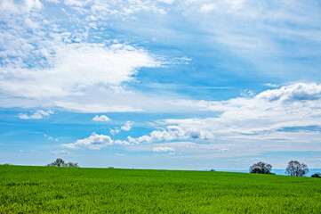 Grass and blue sky.