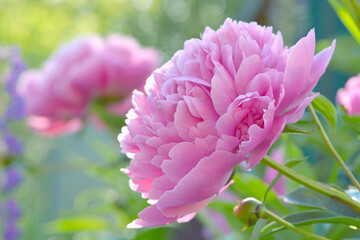 peony flower blossom	