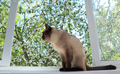 Cat near window in spring. Cute animal pet with blue eyes and black muzzle (Thai Cat Breed)  is brightly lit by sunlight.