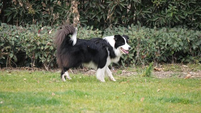 Slow motion black white Border Collie walking on the grass and bush Pet industry, animal and leisure concept b-roll footage. Active collie dog on the grass field in the sunny day. No people view.