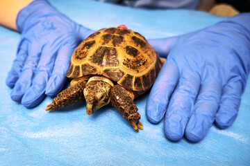 Land turtle and veterinarian's gloved hands close-up. Inspection of an exotic animal in the clinic