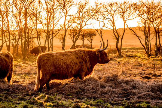 Den Helder, the Netherlands. January 2022. A grazing herd of highlanders at sunset in Mariendal, Den Helder.