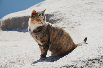 바위위의 고등어 태비 고양이